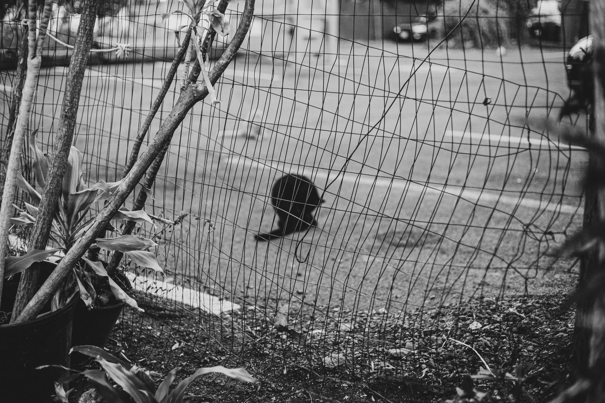 photograph in lahaina, shot on NIKON F3 HP with NIKKOR 50MM F/1.4, ILFORD HP5 PLUS 400