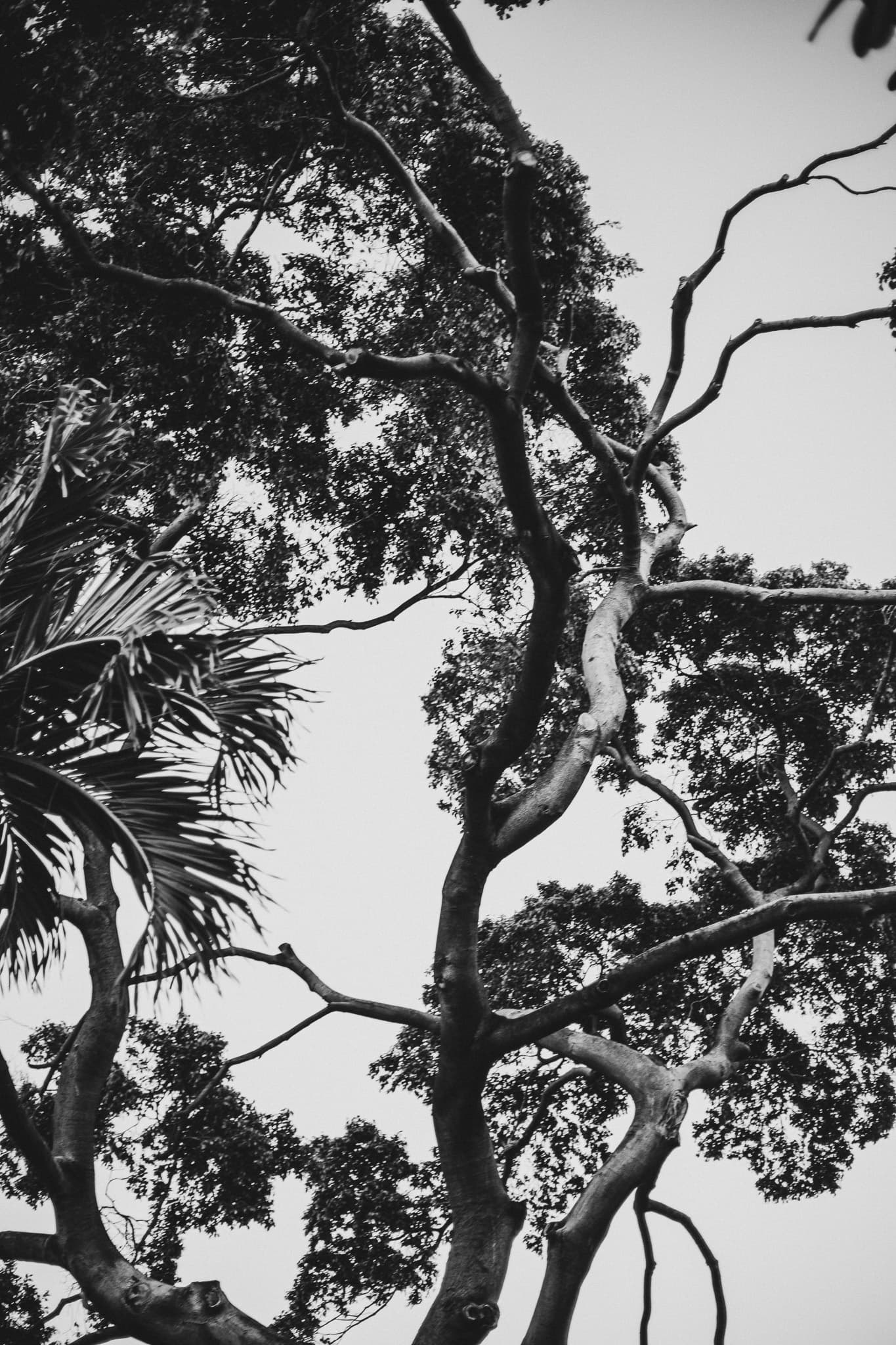 photograph in lahaina, shot on NIKON F3 HP with NIKKOR 50MM F/1.4, ILFORD HP5 PLUS 400